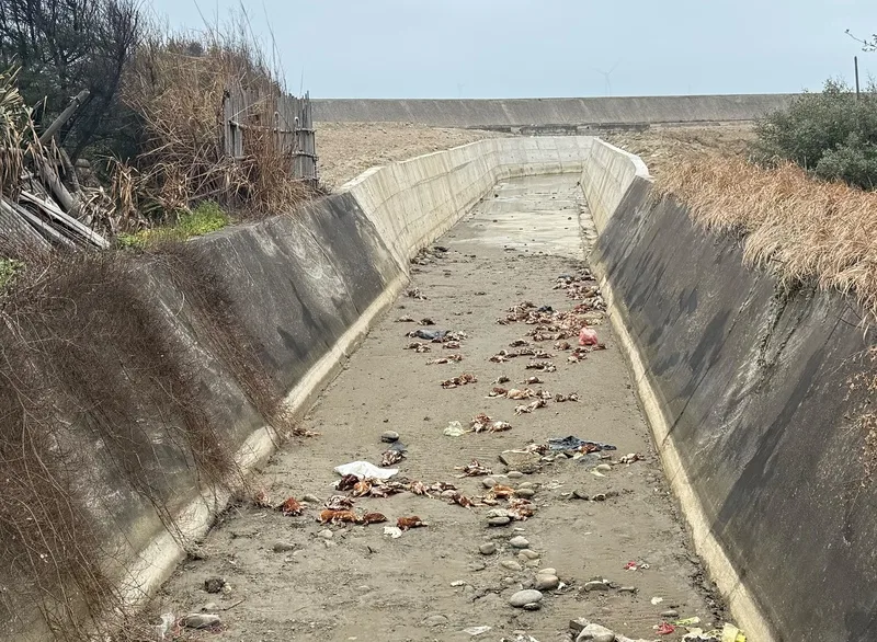 苗栗縣後龍鎮外埔里王爺宮大排接近出海口處,26日發現遭丟棄大量死雞。中央社