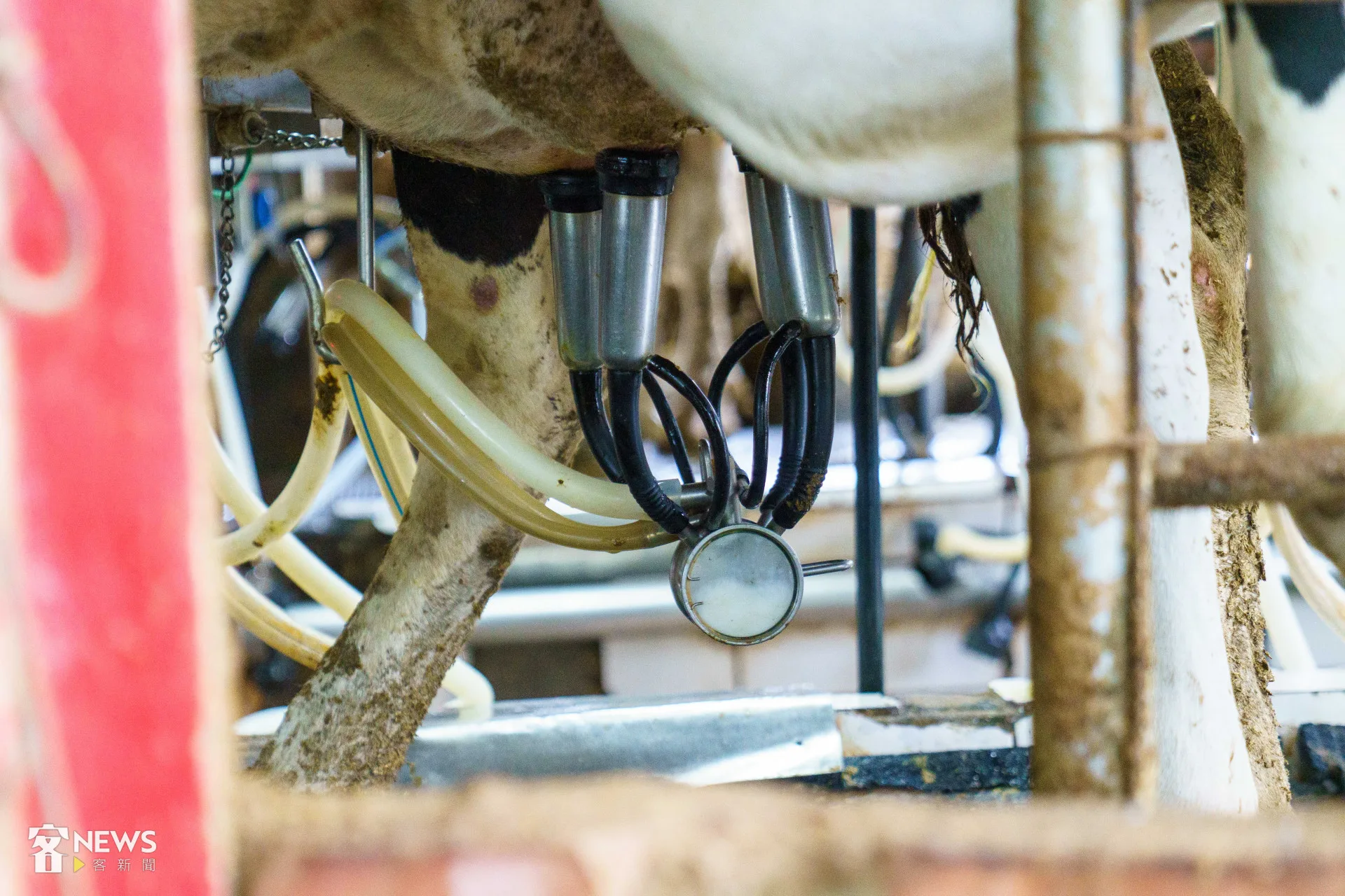 在柵欄外可觀看鮮奶生產過程。李台源攝