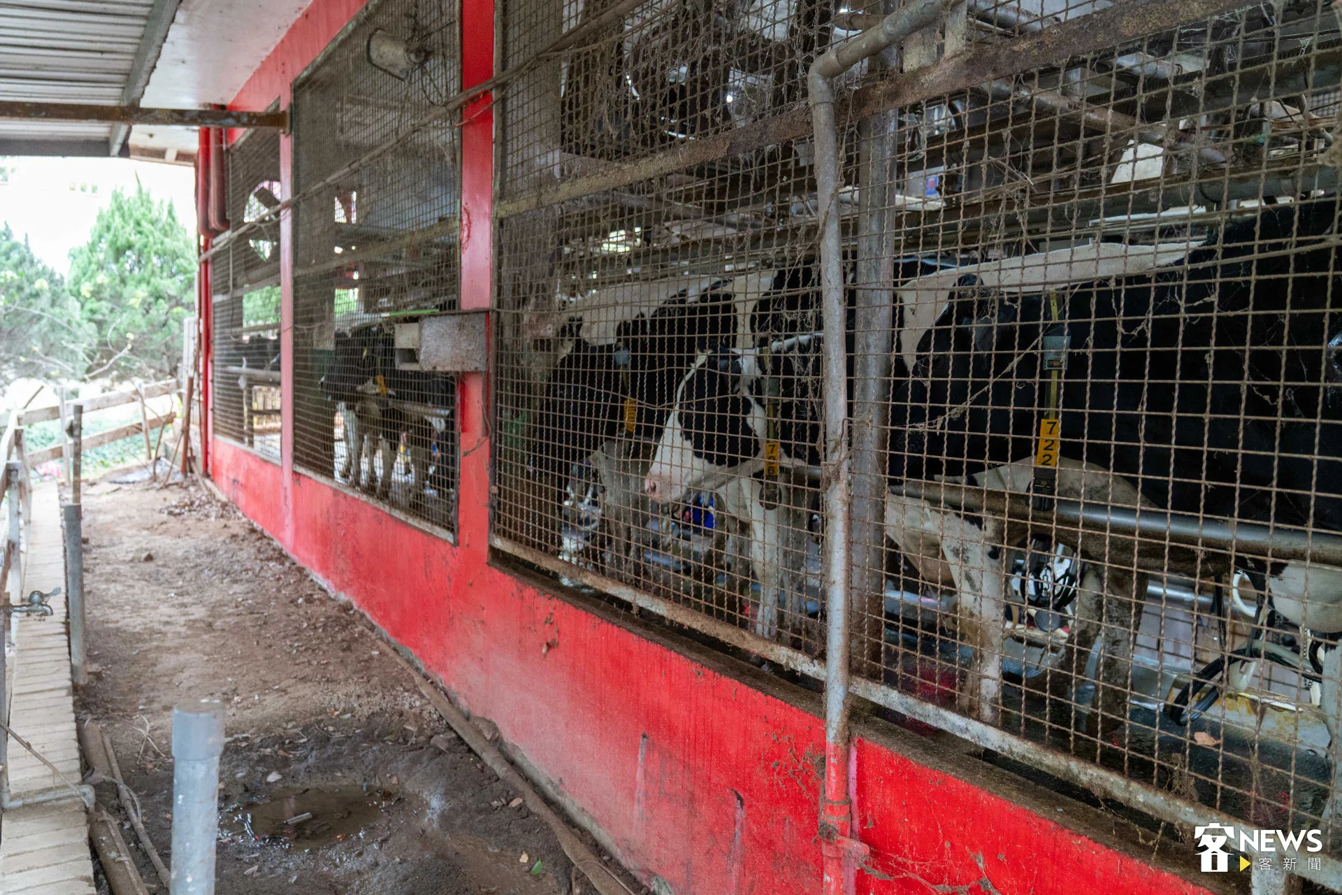 牛舍沒有傳統牧場的異味。李台源攝