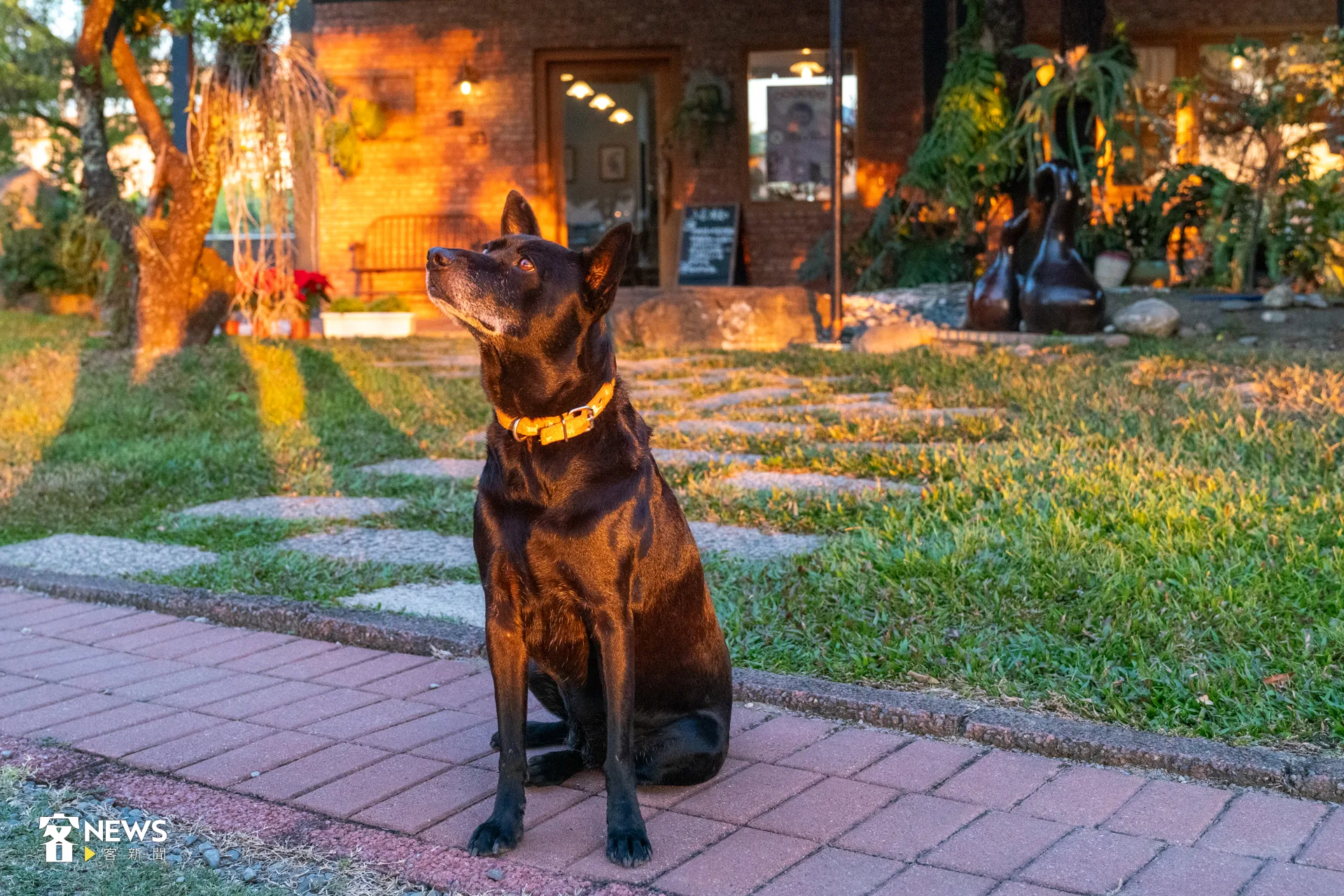 店狗「黑妞」很乖有禮貌,作為狗派的老闆也很歡迎寵物光臨。洪藝晅攝