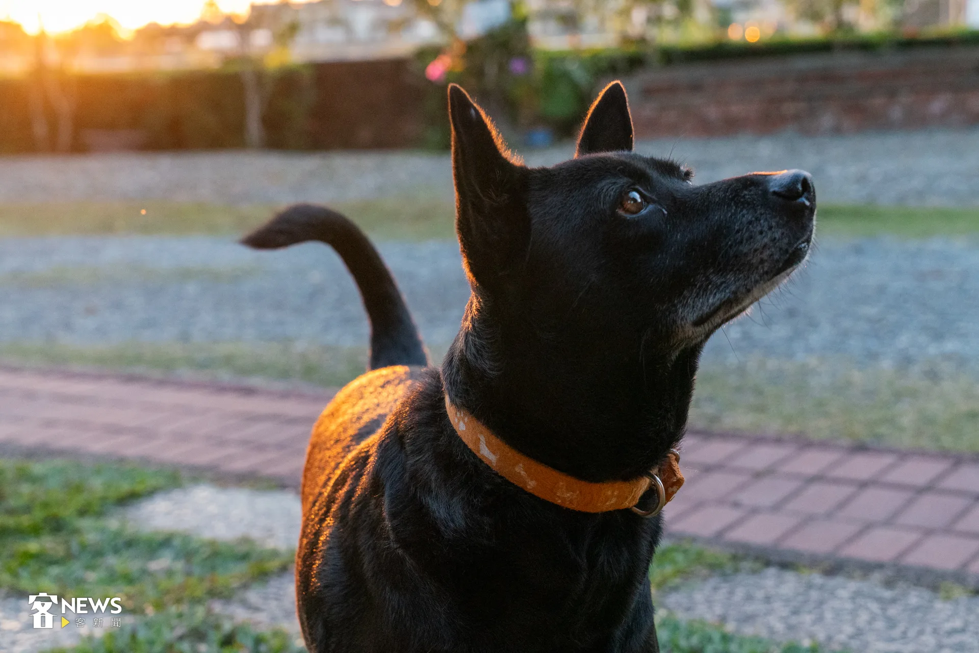 9歲的店狗「黑妞」時常悠閒巡店,十分可愛親人。洪藝晅攝