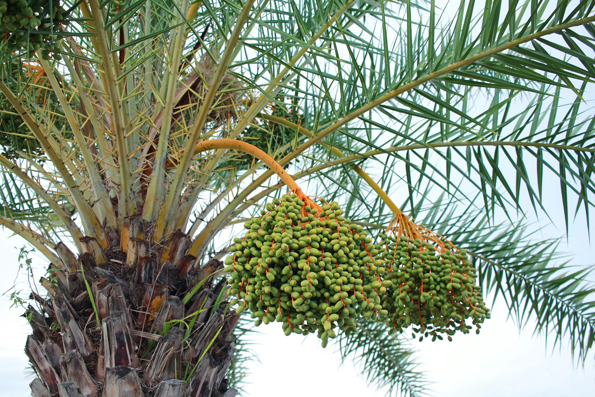 孟加拉疫情具季節性，通常發生在12月至隔年5月，多為狐蝠活動及飲用生椰棗樹汁等因素相關。圖為椰棗樹。資料圖源envato
