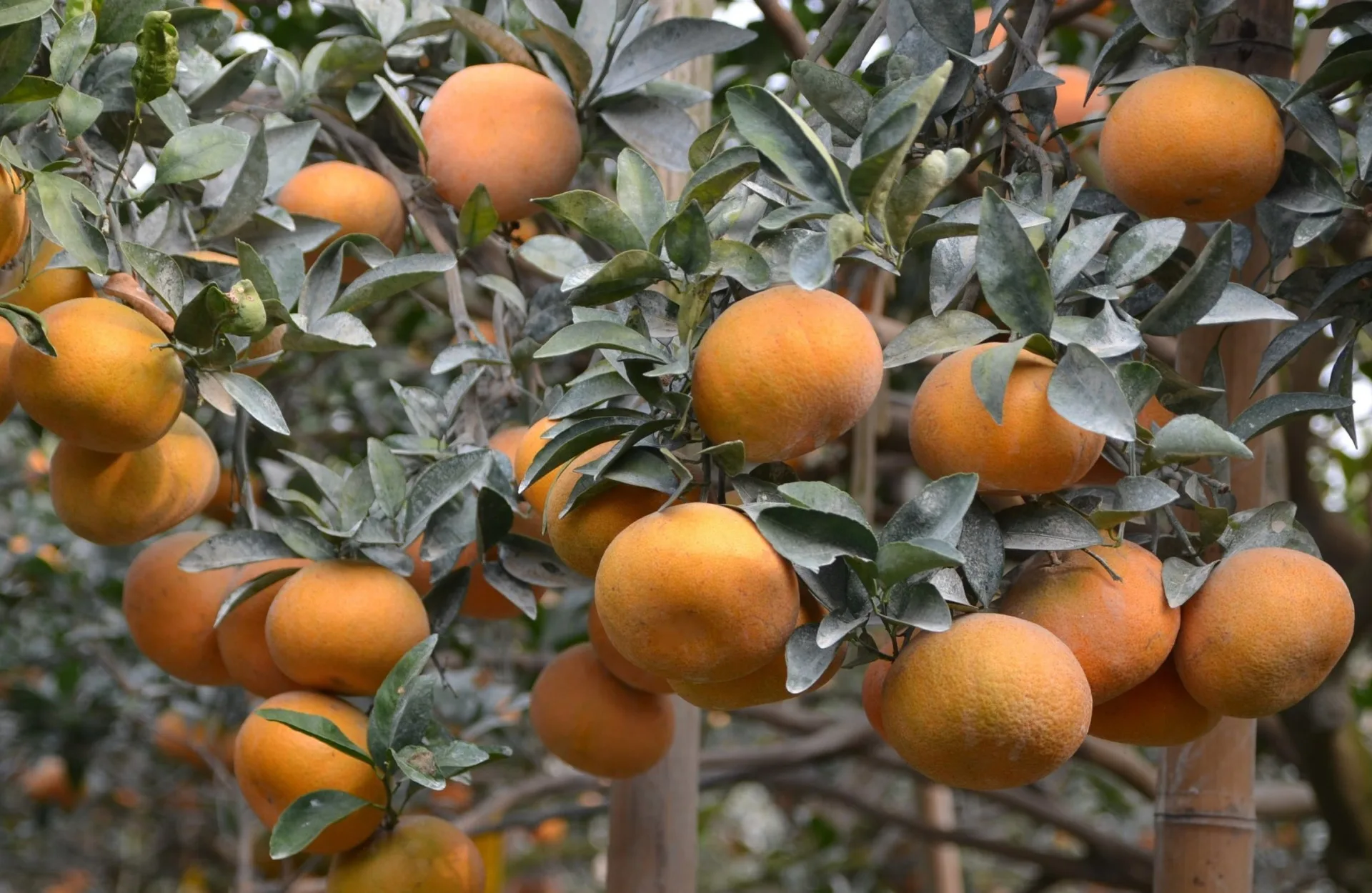 結實纍纍的茂谷柑植株。農業部提供