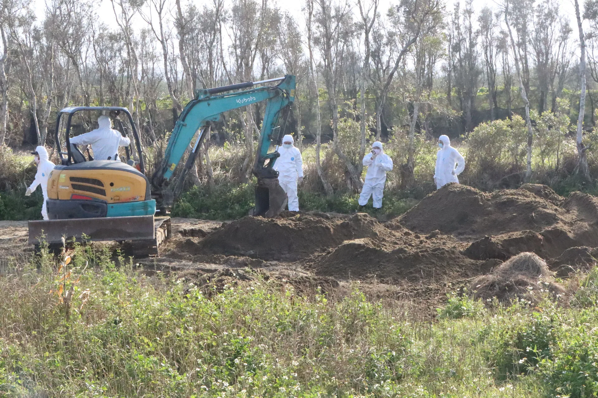 苗縣府在後龍外埔開挖斃死雞。