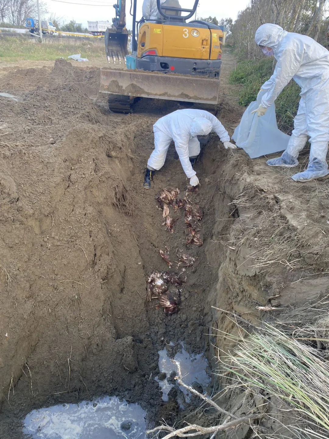 苗栗後龍外埔遭掩埋千餘隻禽流感斃死雞。苗縣府提供