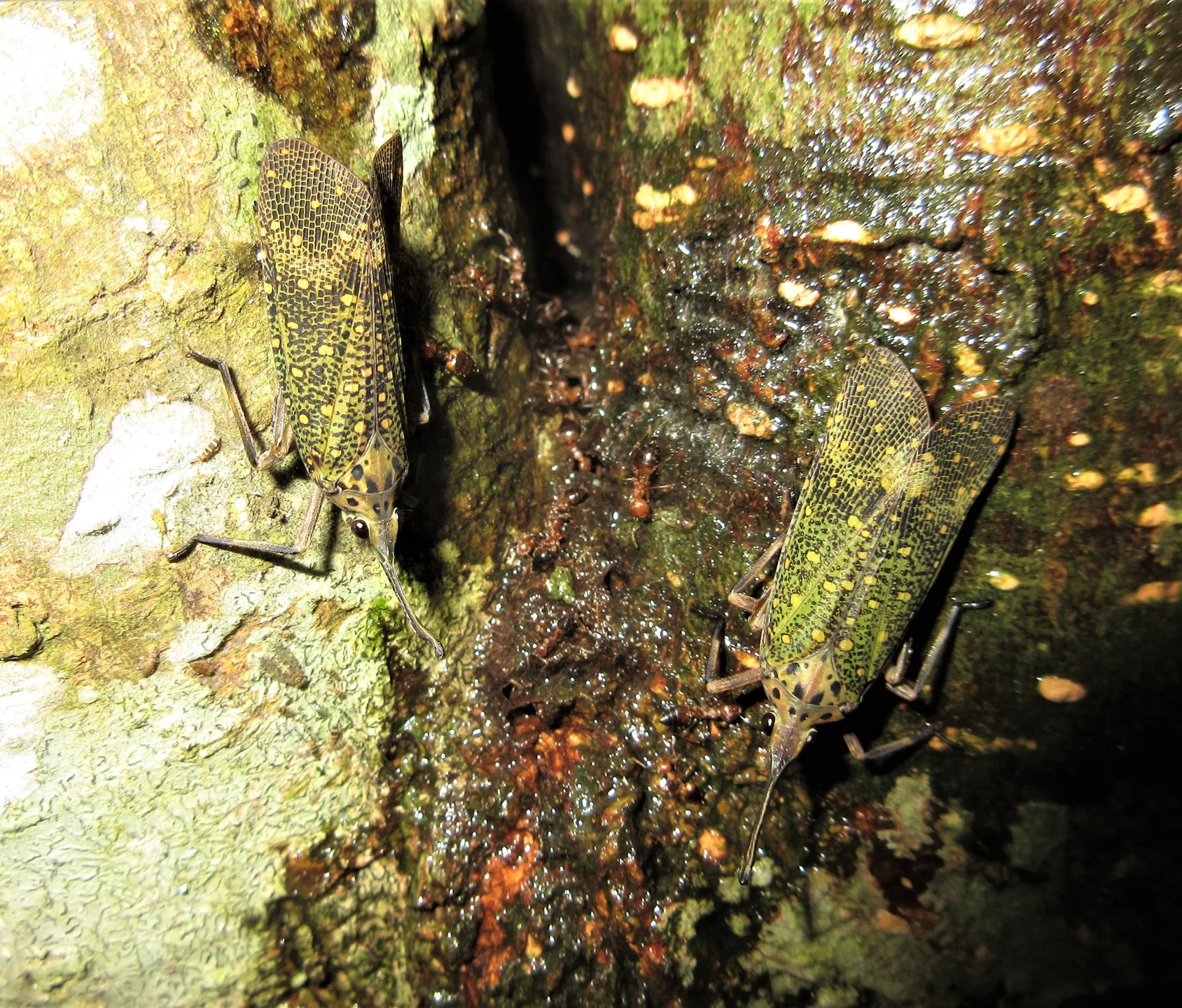 烏心石上的臺灣錐頭蠟蟬成蟲兩隻。農業部提供