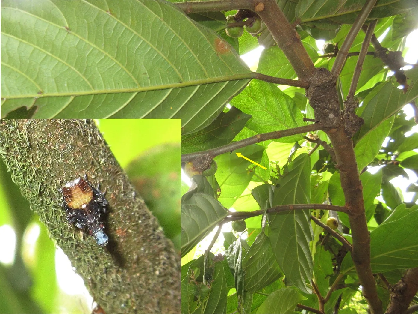水同木枝條下側的臺灣錐頭蠟蟬1齡若蟲(黃色箭頭所指處)，及其放大後的照片(左下)。農業部提供