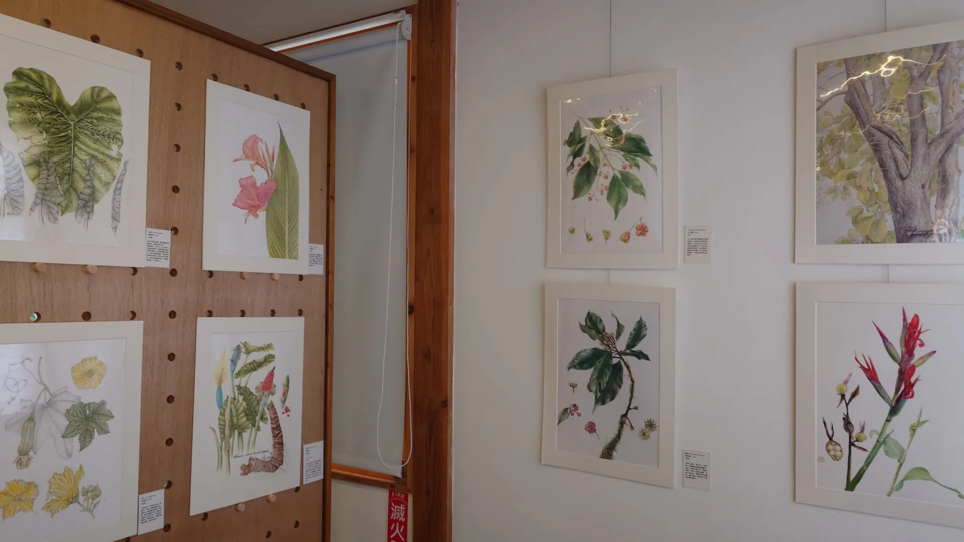 展覽選出 82 幅精緻的植物科學繪圖，帶大眾重新認識客家淺山地帶的青草野花。林試所提供