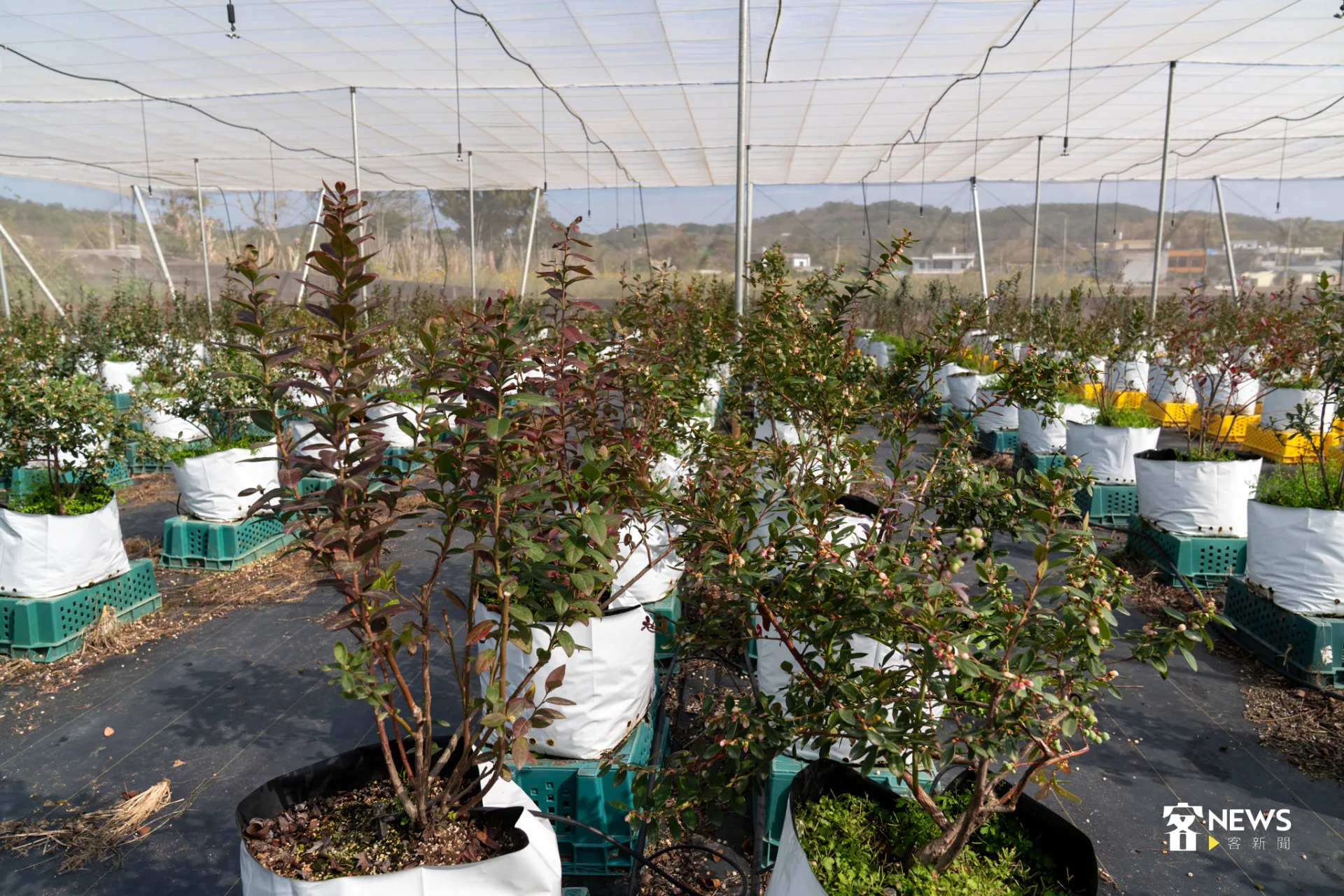 彭志豪等11名返鄉青農,聯手成立「苗栗永續莓果合作社」,主打友善無毒、在欉藍的國產新鮮藍莓。李宥妍攝