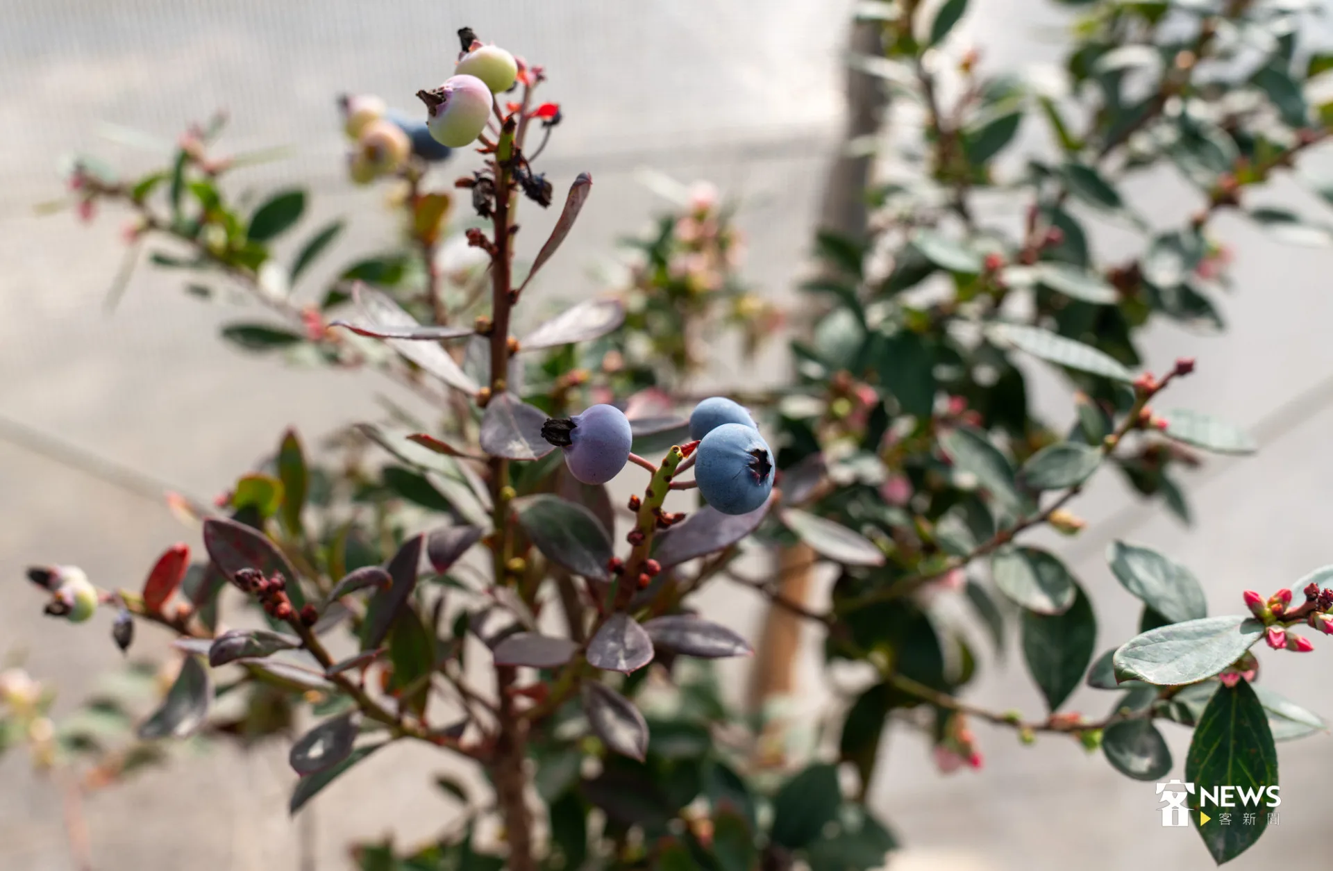 藍莓果實由青轉藍紫。李宥妍攝
