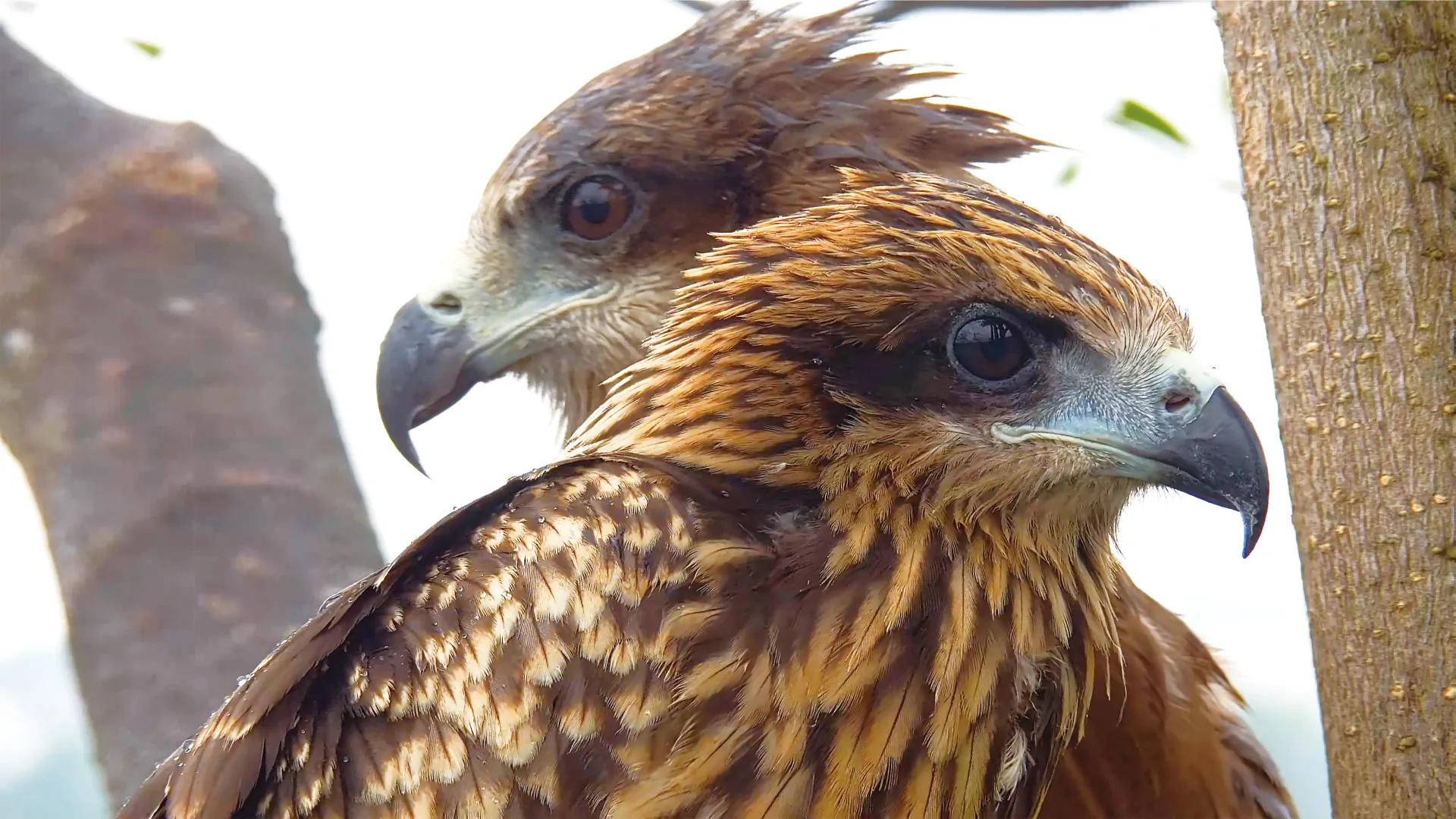 黑鳶研究人員開設《鷹你而生》頻道進行24小時巢位觀察，後者為嘖嘖(黑鳶亞成鳥)。屏科大鳥類生態研究室提供