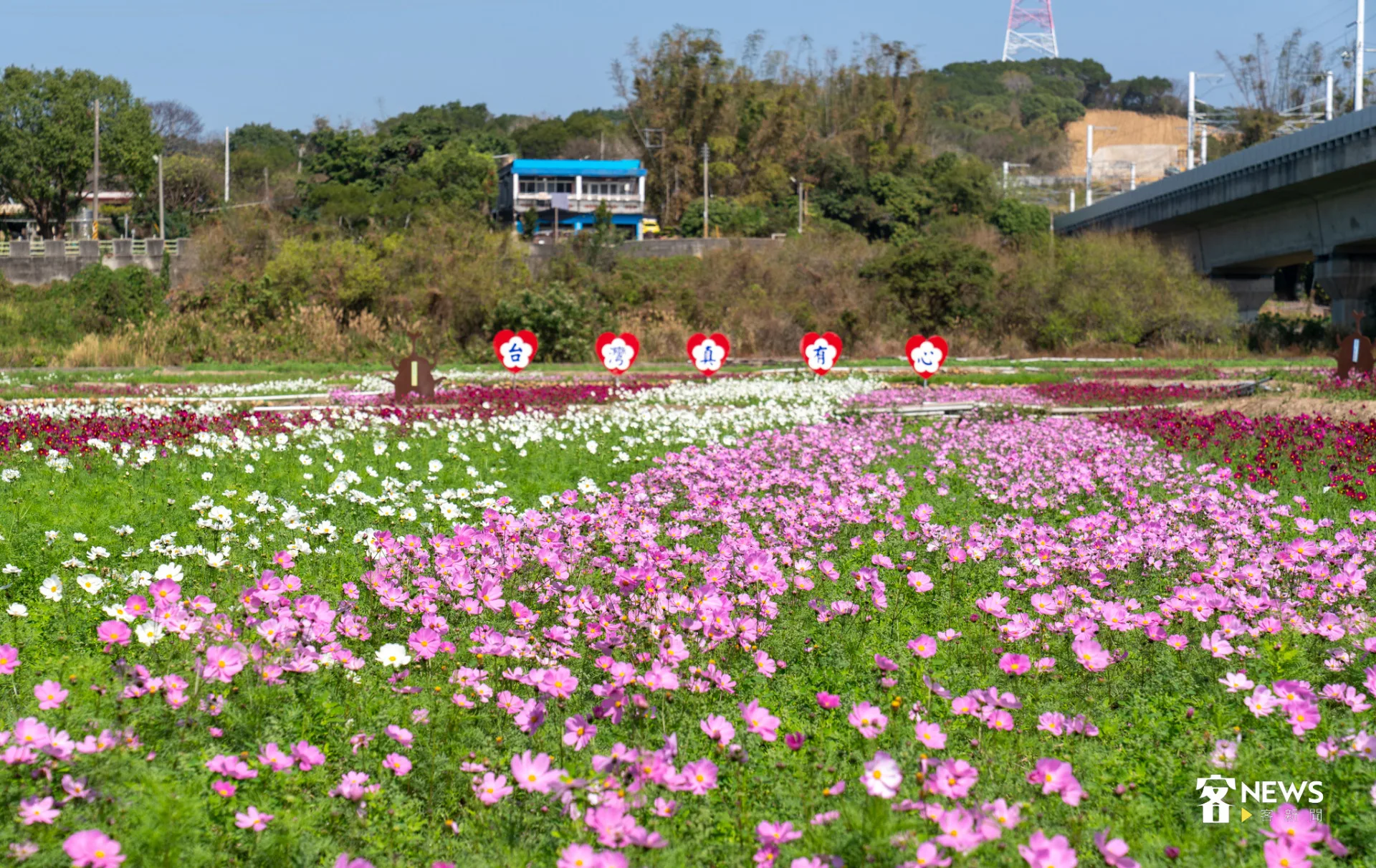 苗栗縣通霄鎮121縣道旁的波斯菊花海。李宥妍攝