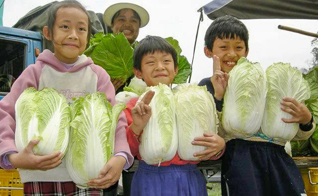 善淑吟與三名子女在南清公路邊叫賣自家種的大白菜。陳權欣攝