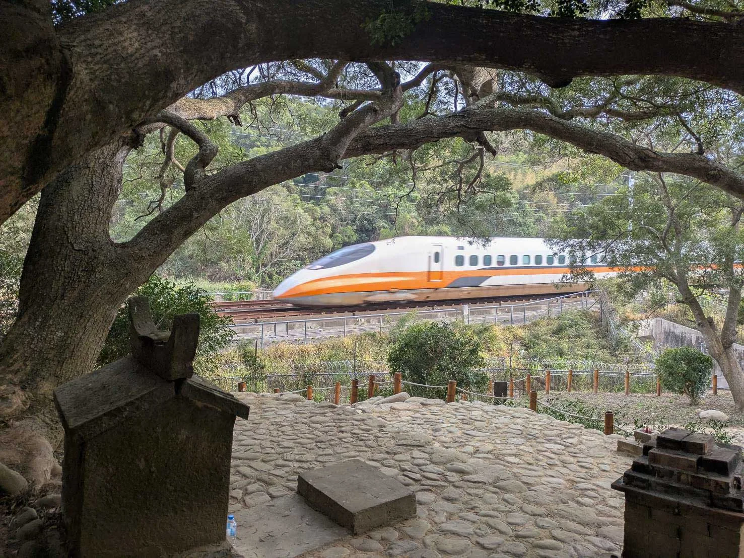 通霄鎮烏眉坑相思窩下伯公可觀高鐵列車通過，被稱為「高鐵伯公」，圖為高鐵北上列車呼嘯而過風情。何來美攝