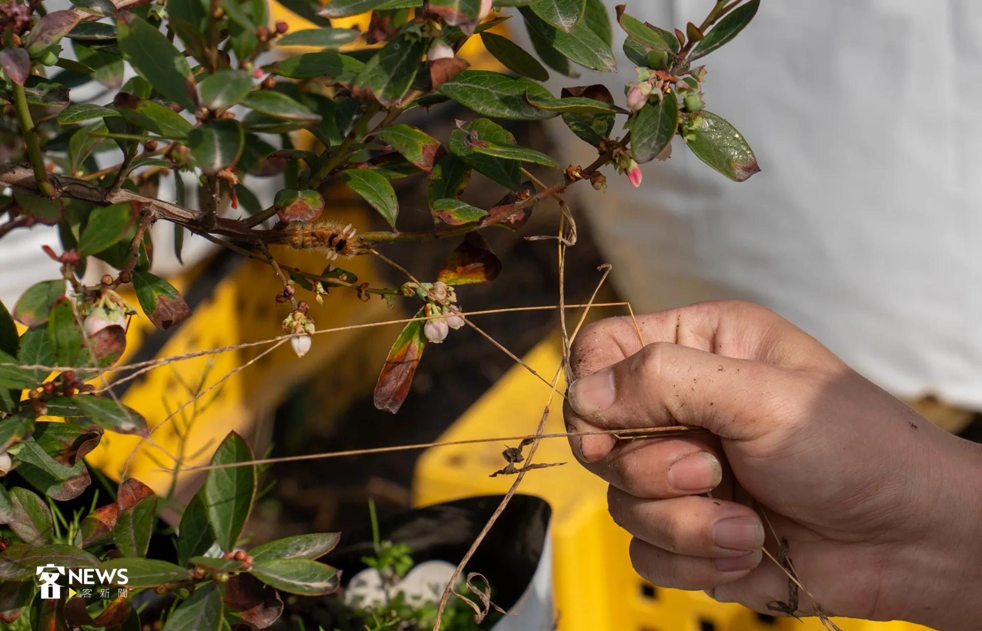 苗栗藍莓採友善無毒栽植˙,毛毛蟲等,看到一隻抓一隻。李宥妍攝