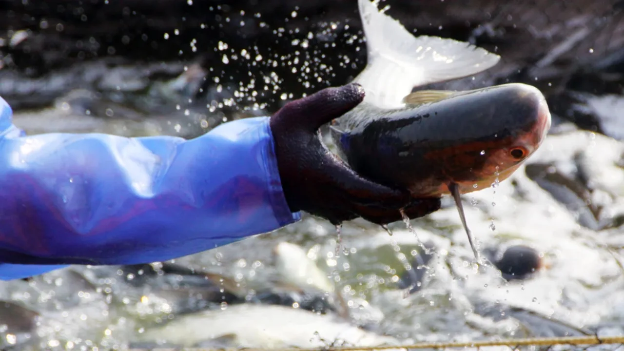 許家一般都取養殖滿三年的烏魚,宰殺取烏魚卵。許志豪提供