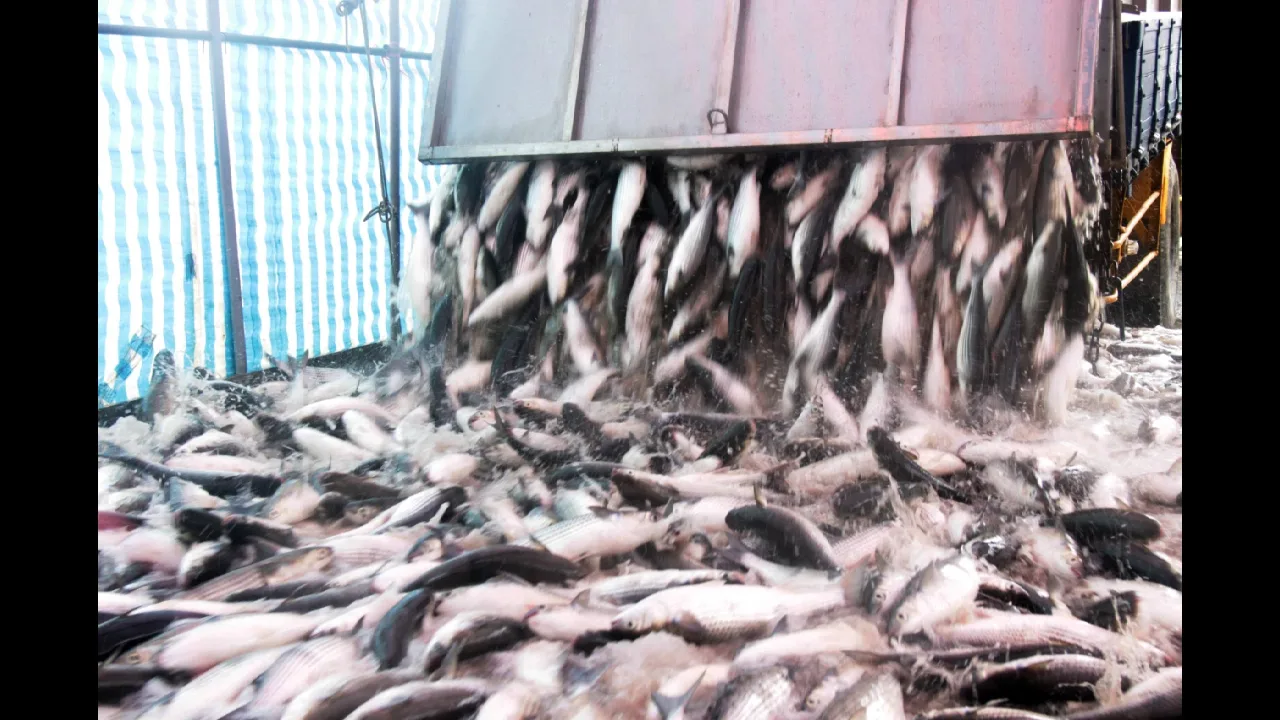 竹魚水產捕撈烏魚,卸貨的狀況魚瀑景象。許志豪提供