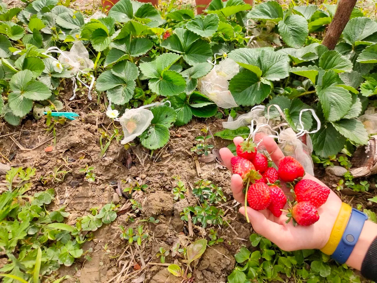 大家來種草莓。江申豐攝