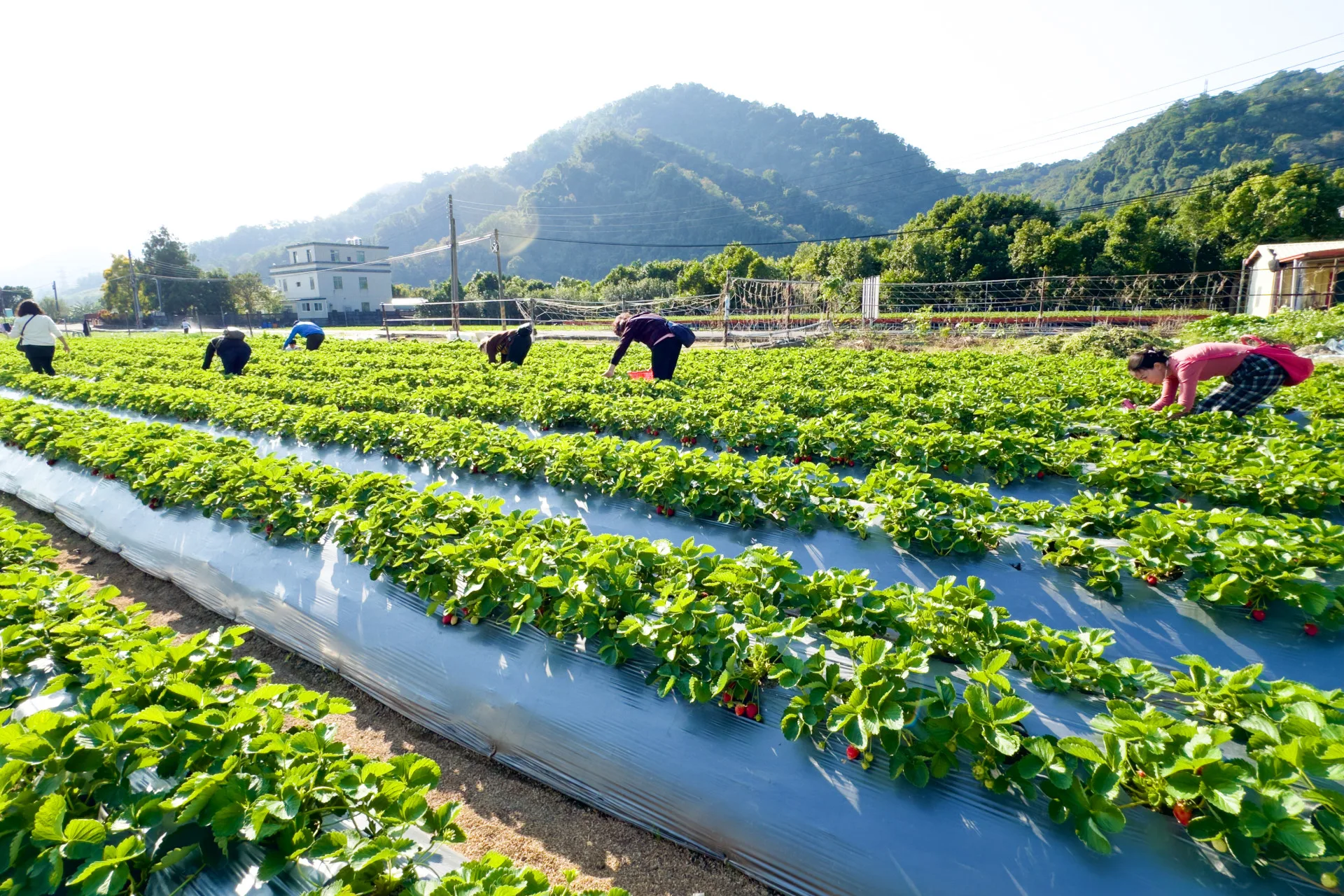 到大湖採草莓。蕭秀琴提供