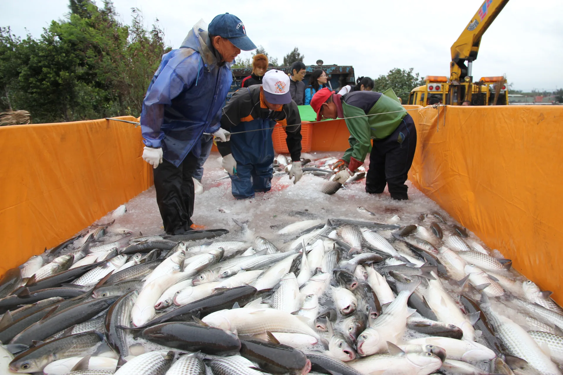 竹魚水產的烏魚,從打撈開始都全程保鮮。許志豪提供