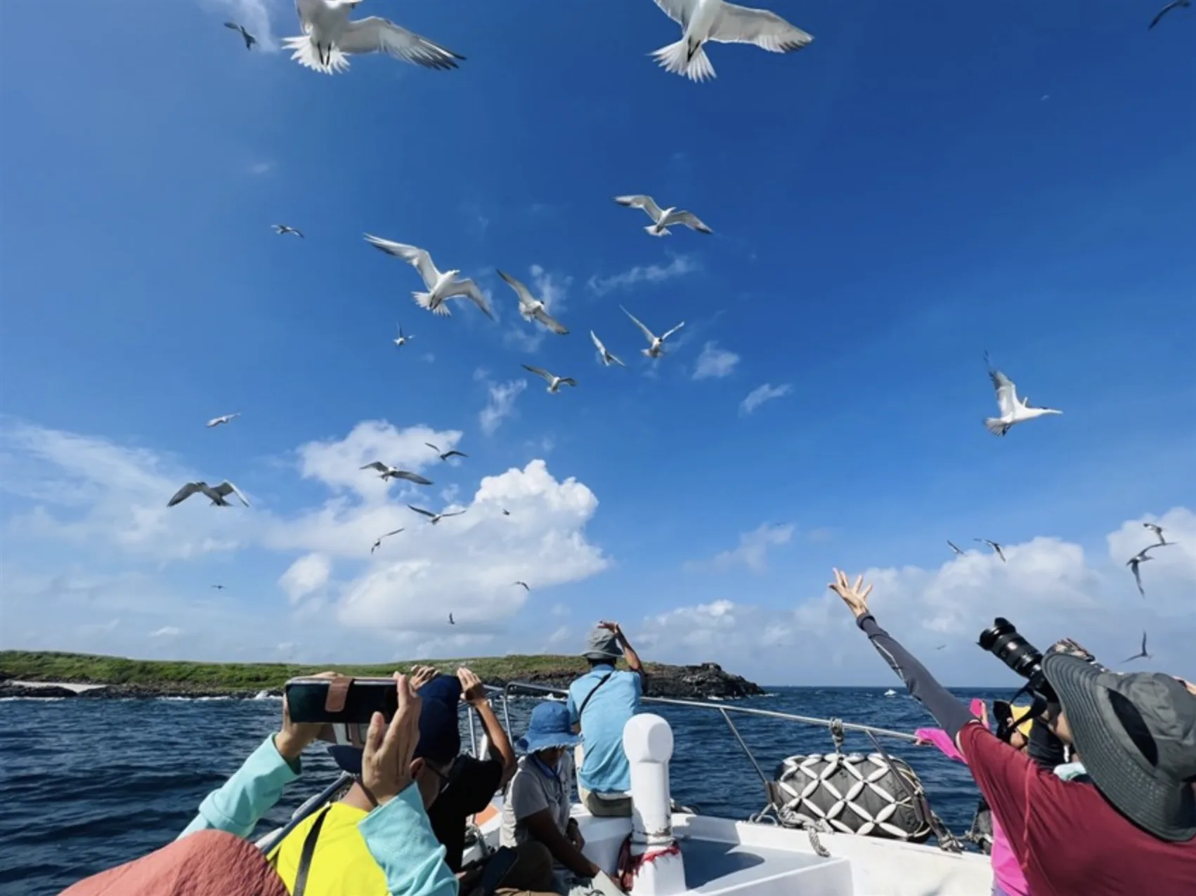 澎湖的春天可以搭船尋訪燕鷗。澎湖國家風景區管理處提供