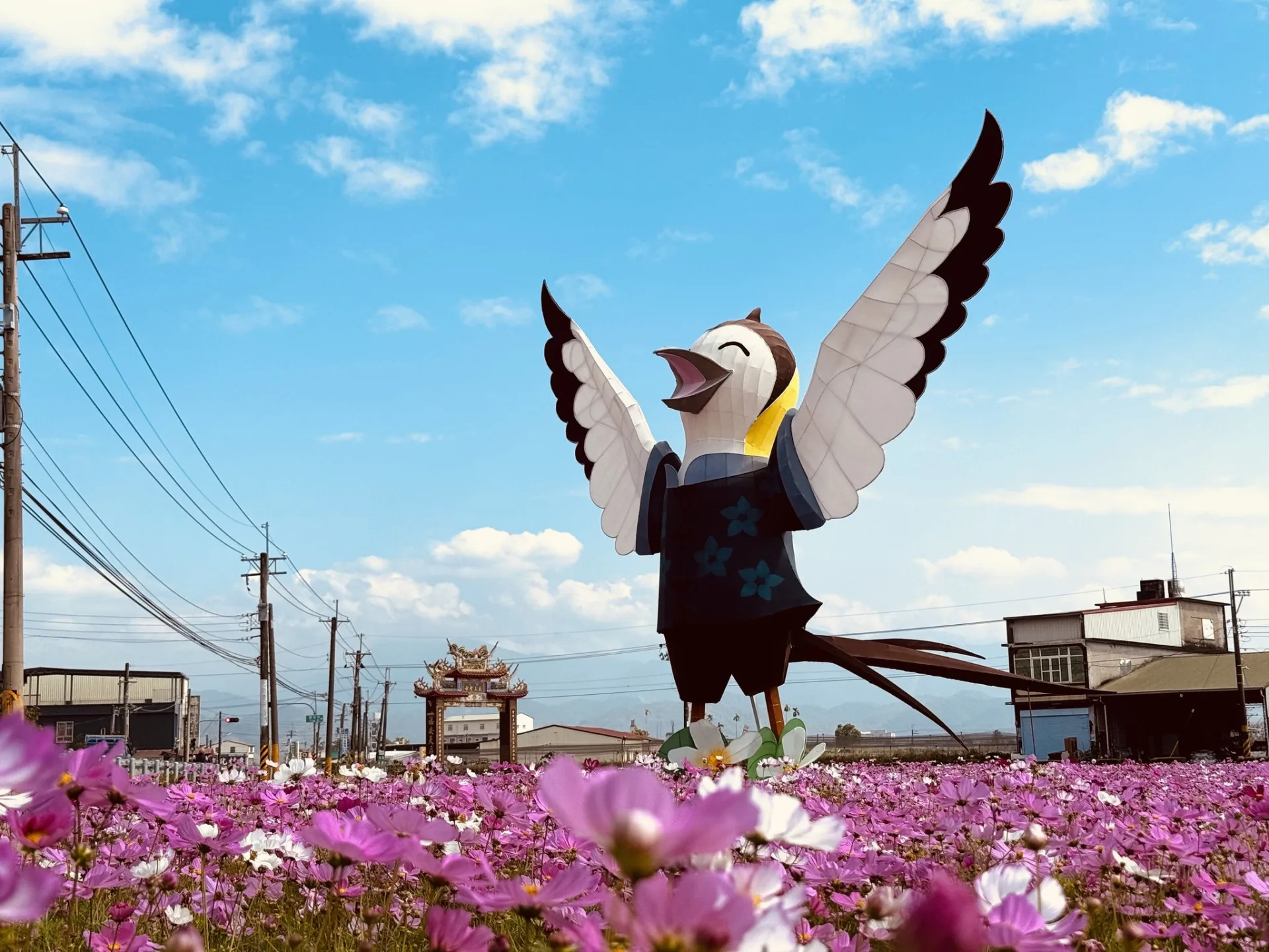 2026美濃花田,最佳賞花期為即日起到22日。美濃區公所提供