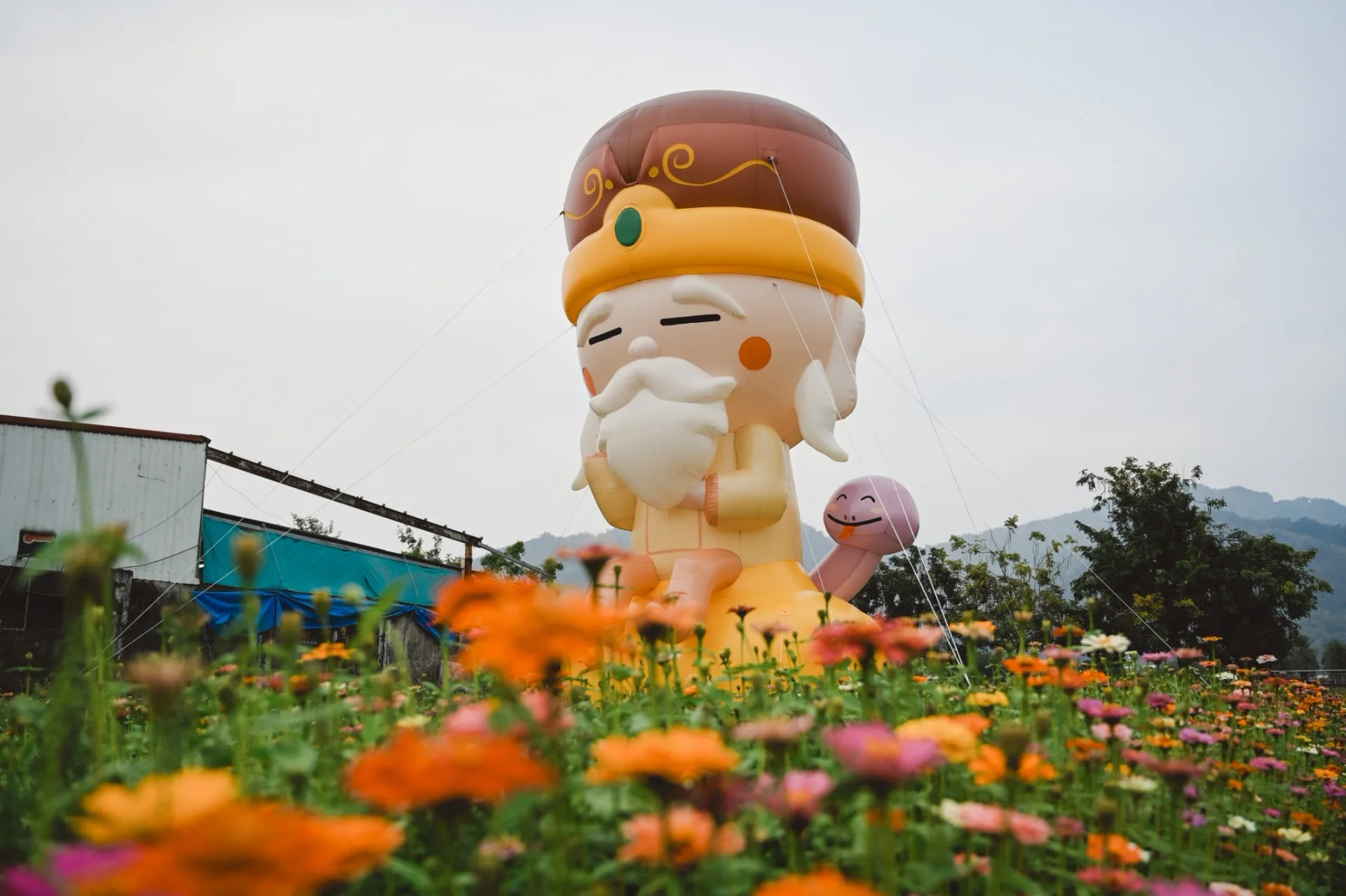 2026美濃花田,最佳賞花期為即日起到22日。美濃區公所提供