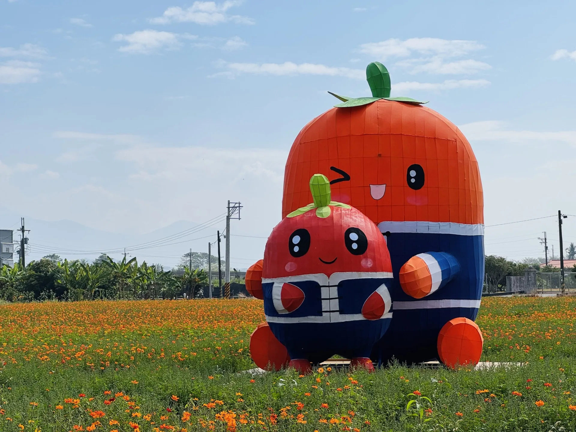 2026美濃花田,最佳賞花期為即日起到22日。美濃區公所提供