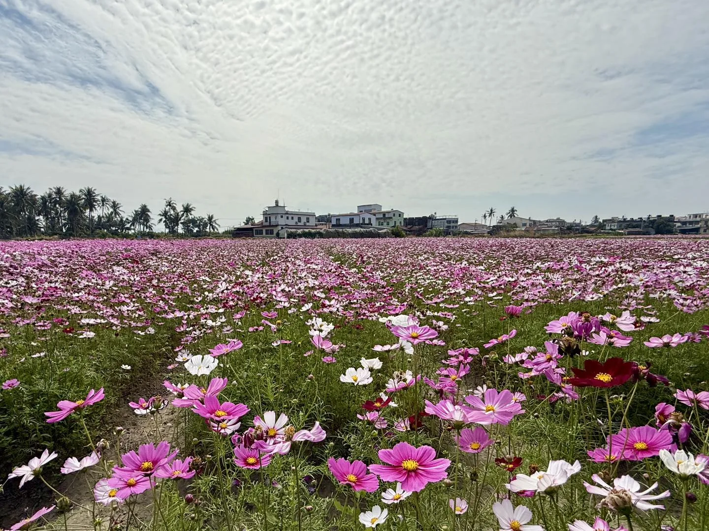2026美濃花田,最佳賞花期為即日起到22日。美濃區公所提供