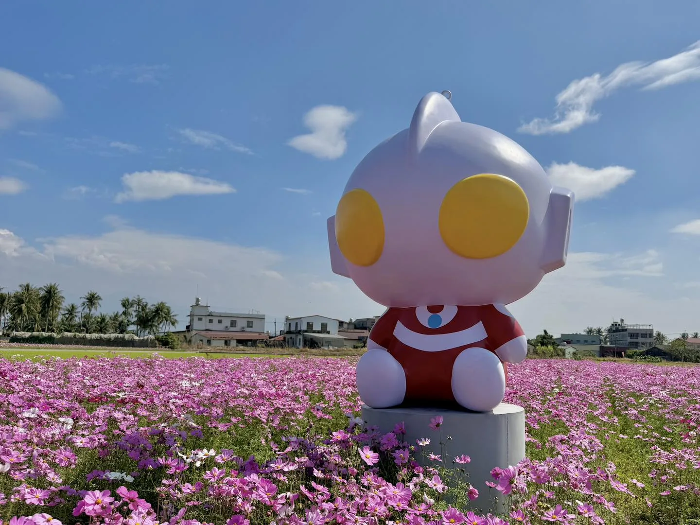 2026美濃花田,最佳賞花期為即日起到22日。美濃區公所提供