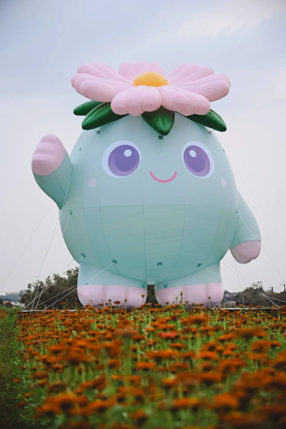 2026美濃花田,最佳賞花期為即日起到22日。美濃區公所提供