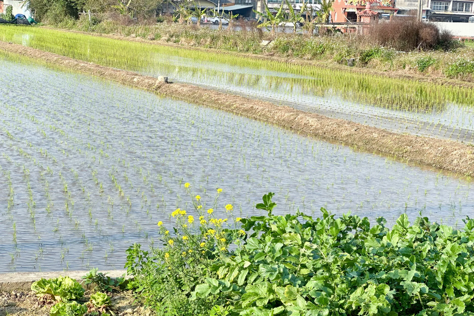 今年舊曆年比較晚，田頭伯公前的水田已春耕。蕭秀琴攝