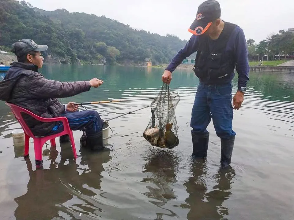 新店溪的台灣毛蟹跟蝦虎的複育成功，有曾青賢教授的一份功勞，新店溪上游的碧潭最多鯉魚，是釣客們的最愛。陳權欣攝