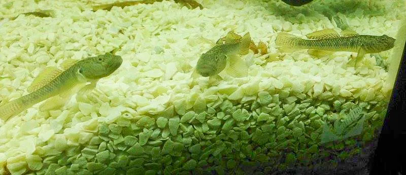 目前在新竹縣北埔溪所發現的極樂吻台灣原生種蝦虎，數量還不少。這是在大坪國小養殖箱中所拍攝。陳權欣攝