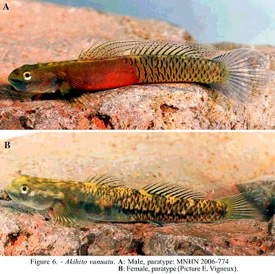以明仁天皇命名的蝦虎魚物種之一 Exyrias akihito，為正式發表於國際分類學期刊之有效學名；另於2007年成立蝦虎魚屬 Akihito，顯示其在蝦虎魚分類學上的長期研究影響。翻攝自國際魚類研究網站