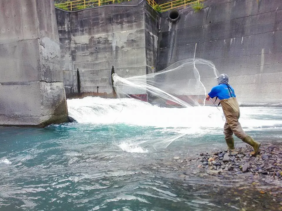 清大生科系教授曾晴賢，長久從事台灣溪流河魚研究，看曾教在新竹上坪溪，做生態調查的撒網職業身手。確實有一套。翻攝曾晴賢網站