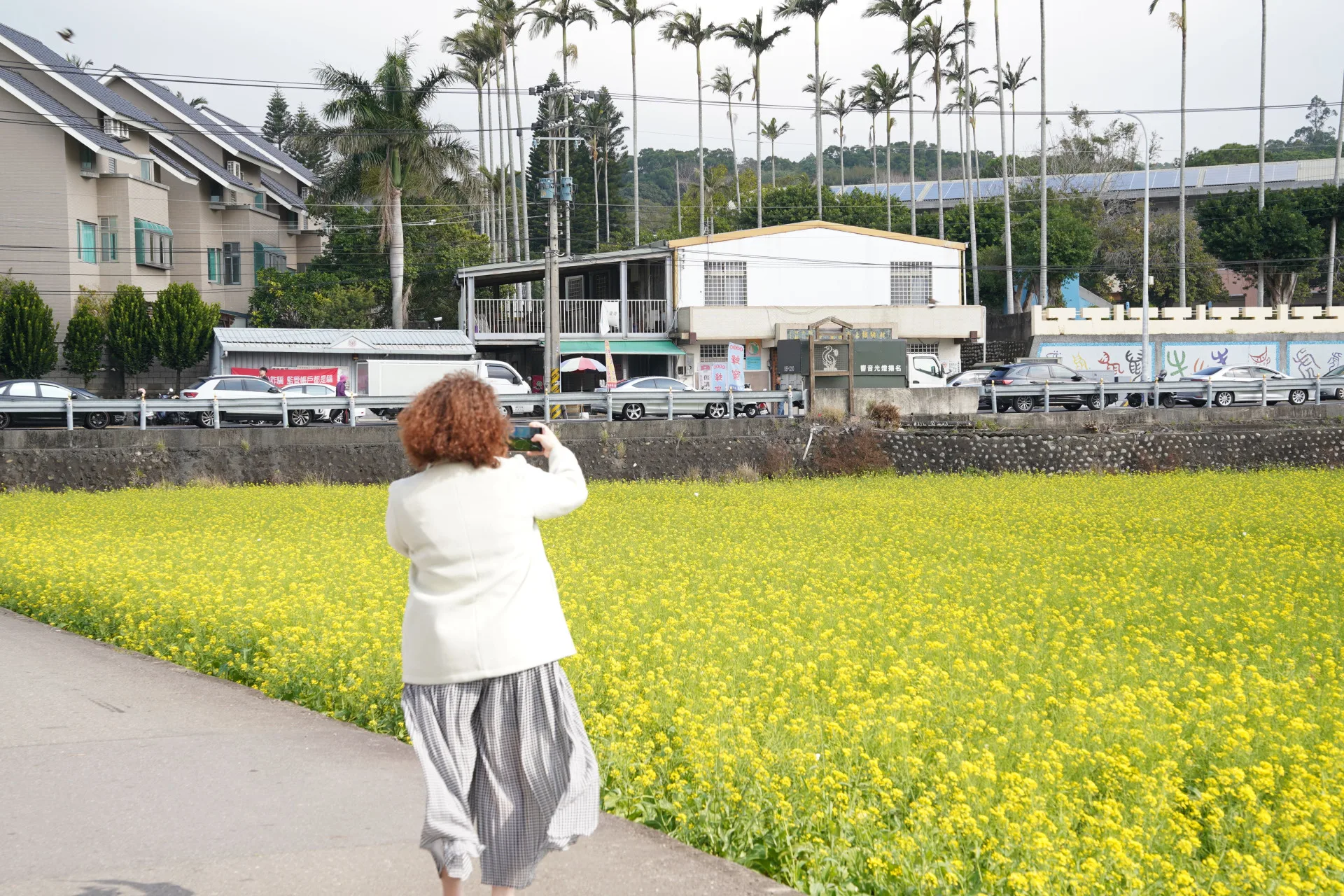 枋寮國小對面油菜花田盛開，花期到二月底，路過民眾搶拍美景。新竹縣政府提供