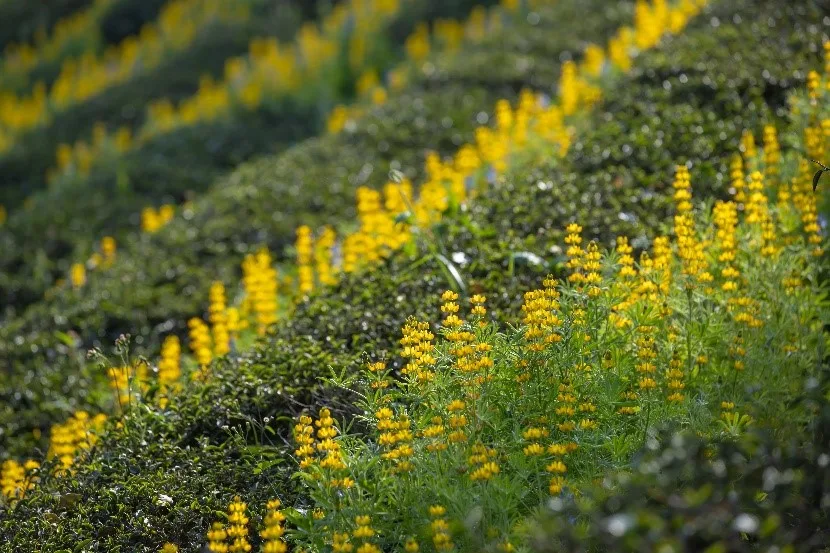 今年推出7條魯冰花主題小旅行遊程，帶領民眾深入體驗魯冰花所承載的在地文化與人文風情。桃園客家局提供
