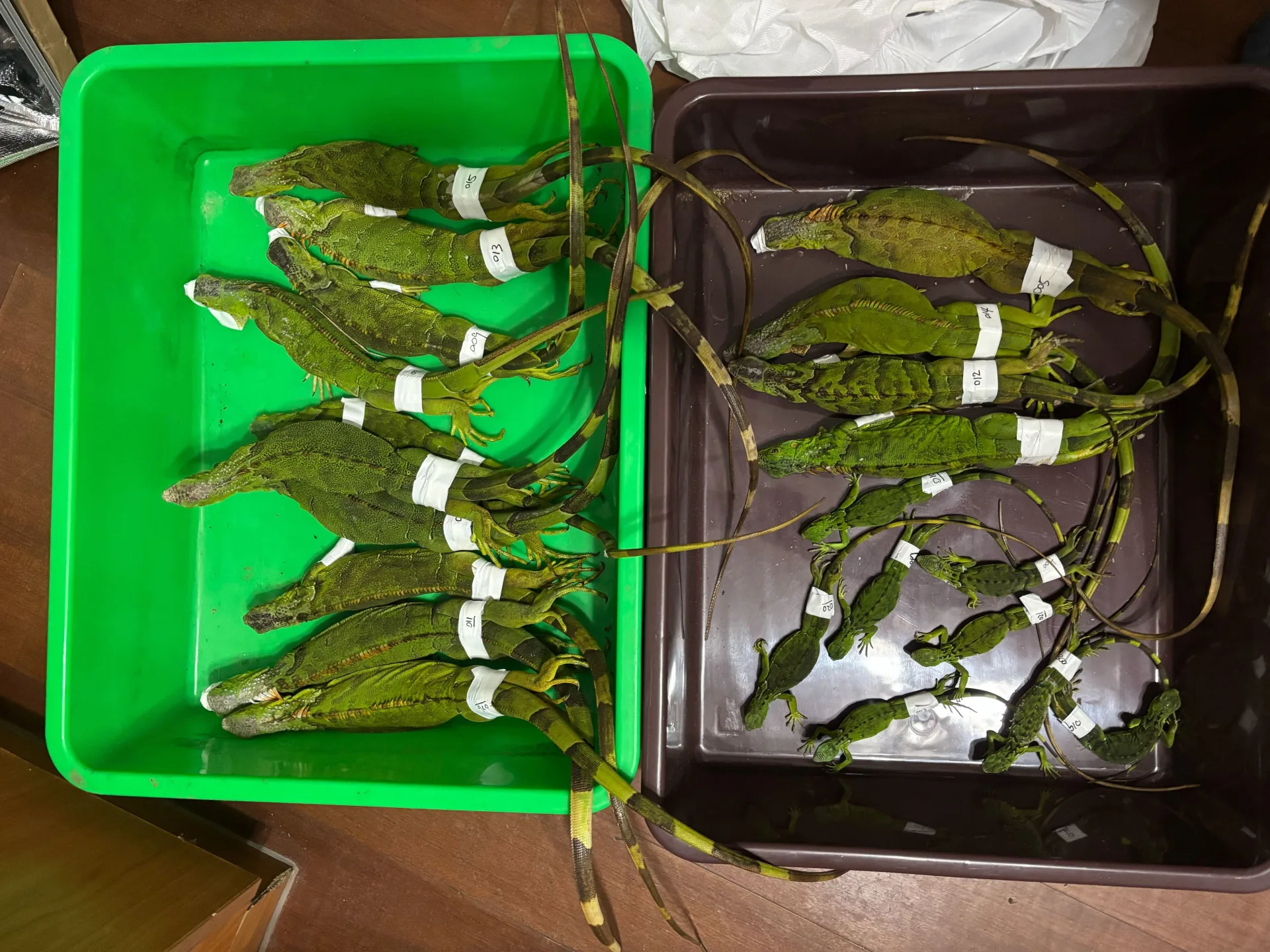 苗栗縣府日前一口氣在頭份市移除22隻綠鬣蜥。苗栗縣政府提供