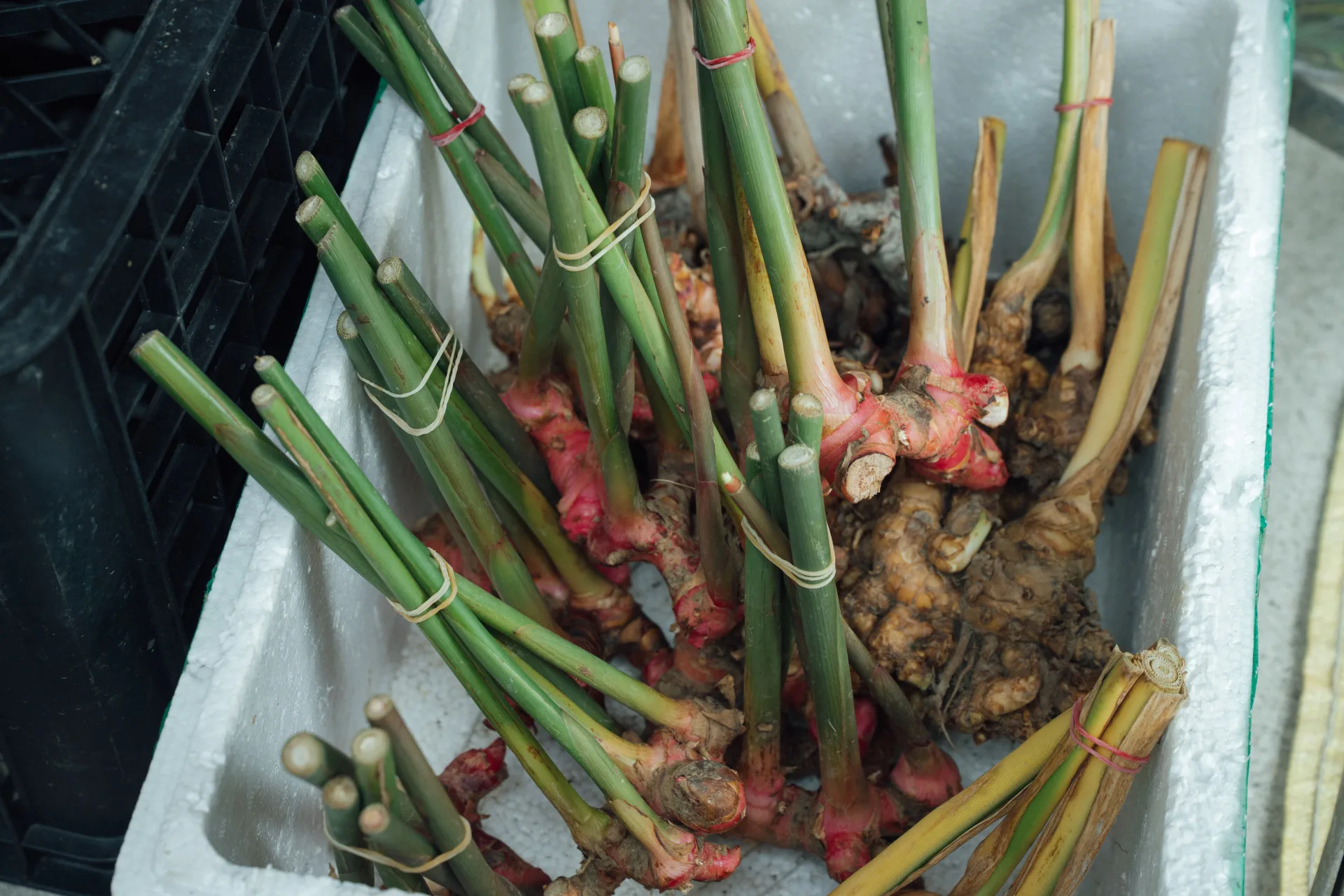 印尼特殊食材「南薑」。