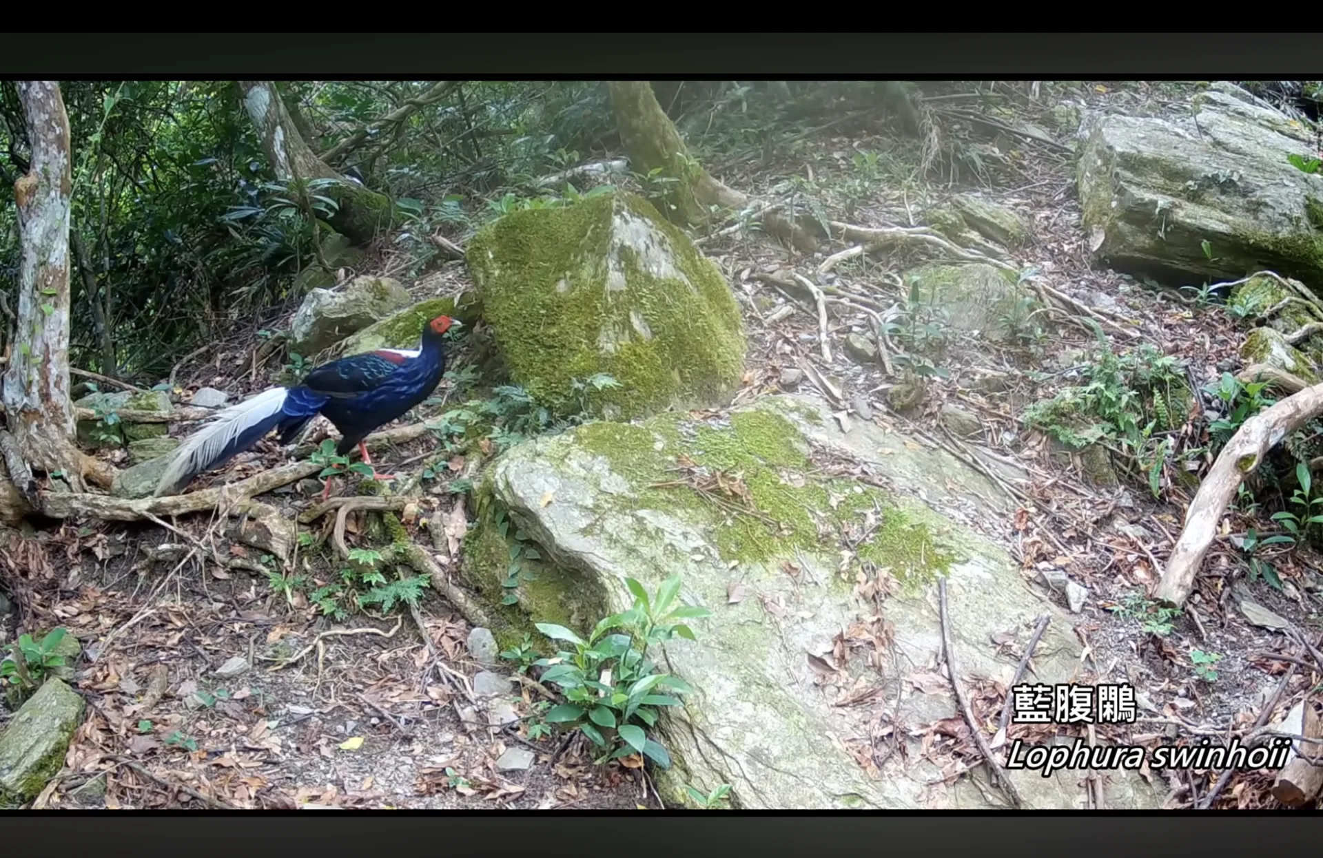 藍腹鷴別名藍鷴、山雞，為台灣特有種，第二級珍貴稀有保育類。翻攝自玉山國家公園 youtube