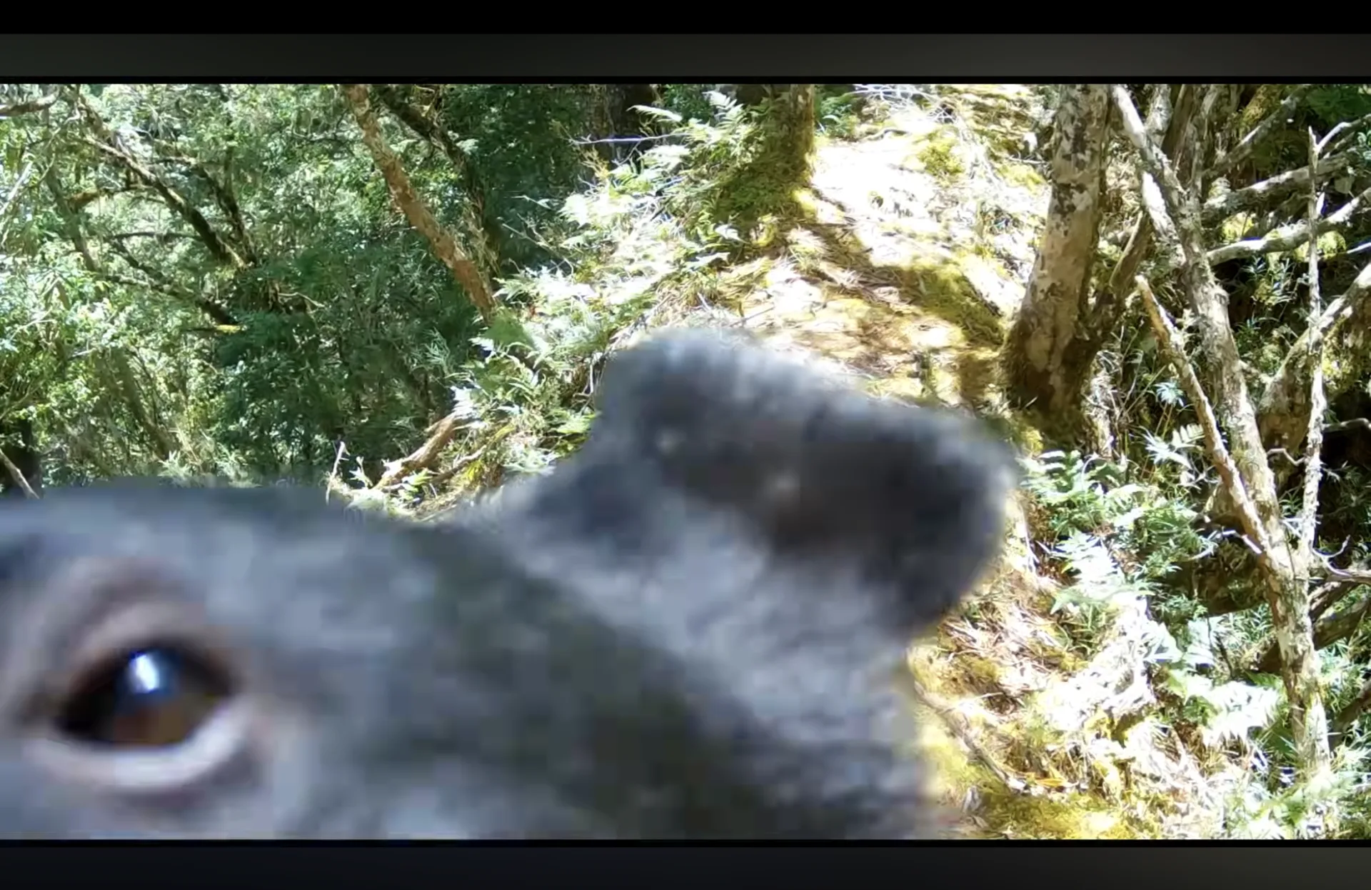 監測相機無意間記錄下台灣黑熊超近距離玩弄相機的模樣。翻攝自玉山國家公園 youtube