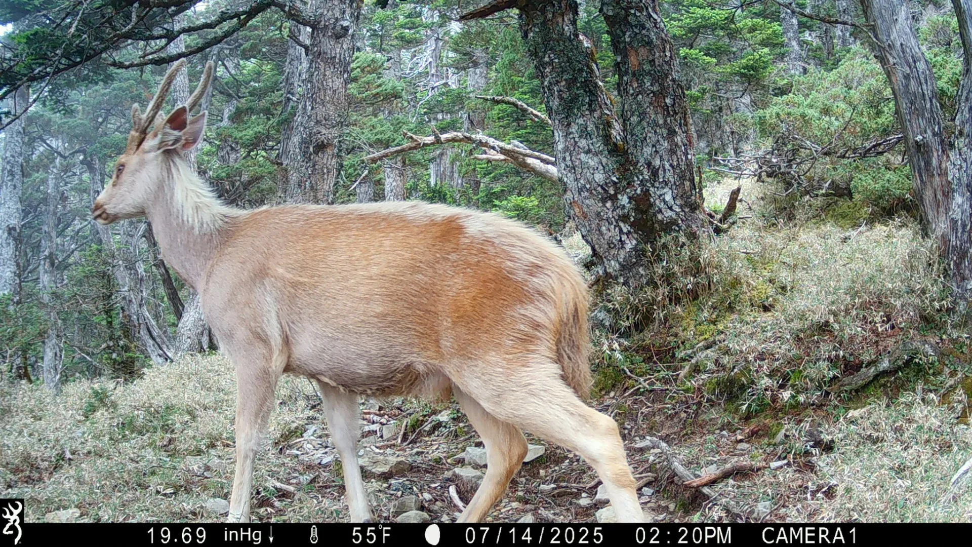 台灣水鹿悠然停步覓食。翻攝自玉山國家公園 臉書