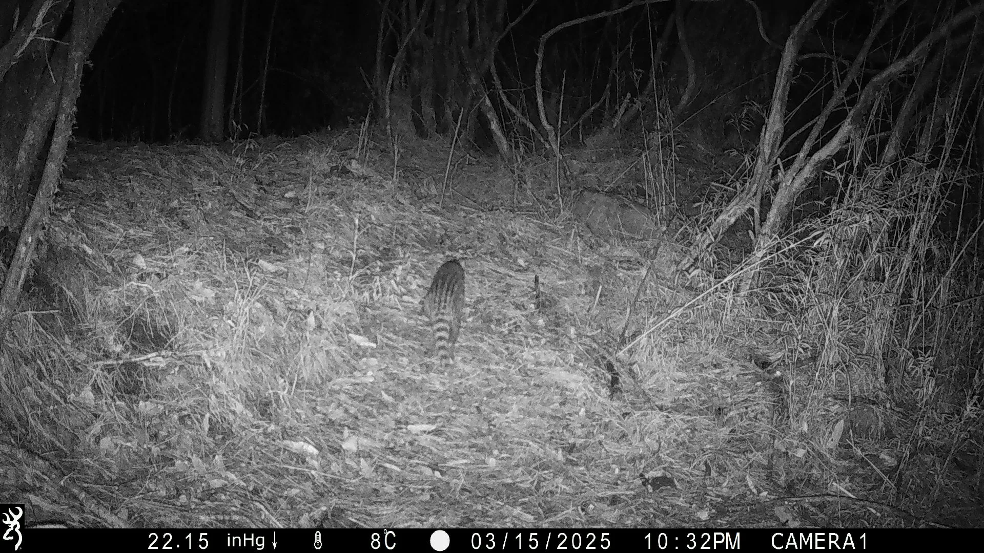 玉山園區海拔2600公尺以上記錄到麝香貓蹤影。翻攝自玉山國家公園 臉書