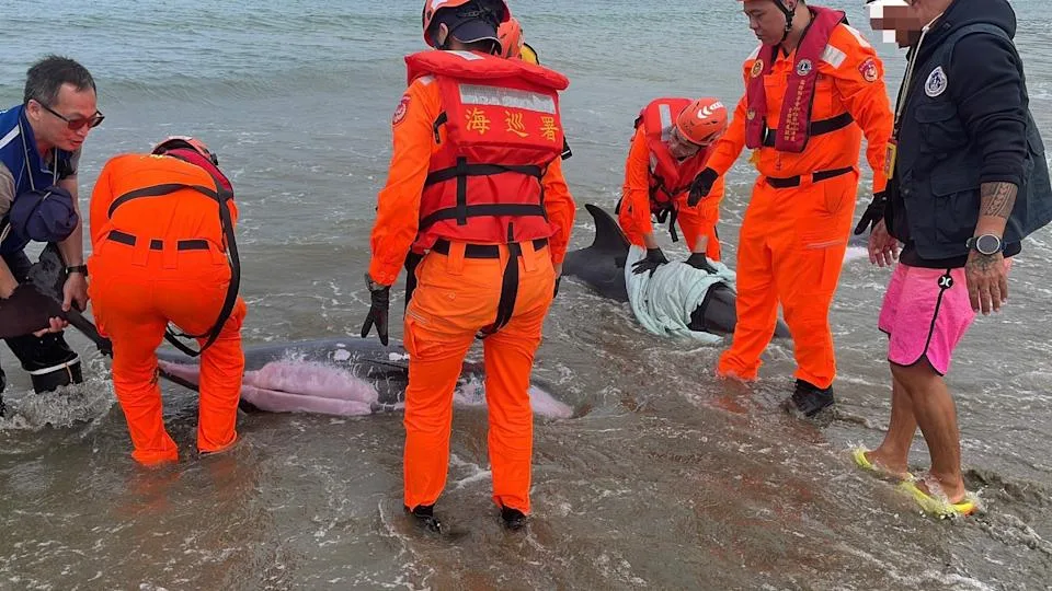 屏東縣車城鄉海口沙灘24日發現小虎鯨集體擱淺,海巡人員前往搶救。海巡署南部分署第六岸巡隊提供