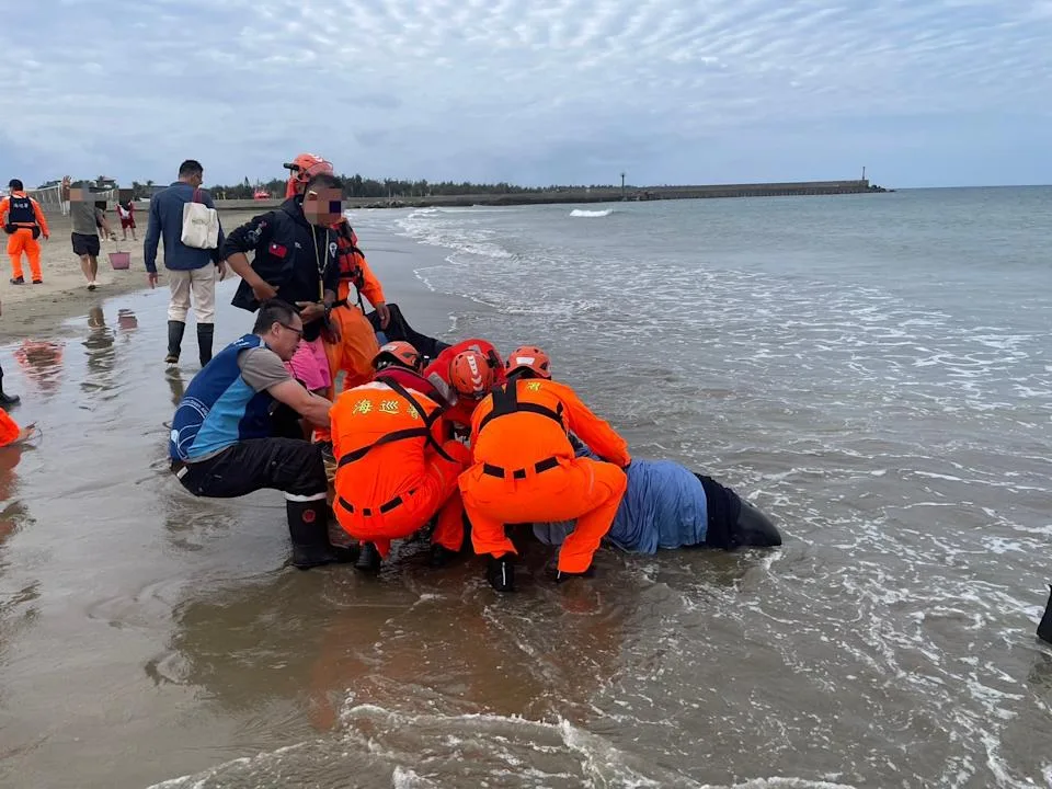 屏東縣車城鄉海口沙灘24日發現小虎鯨集體擱淺,海巡人員前往搶救。海巡署南部分署第六岸巡隊提供