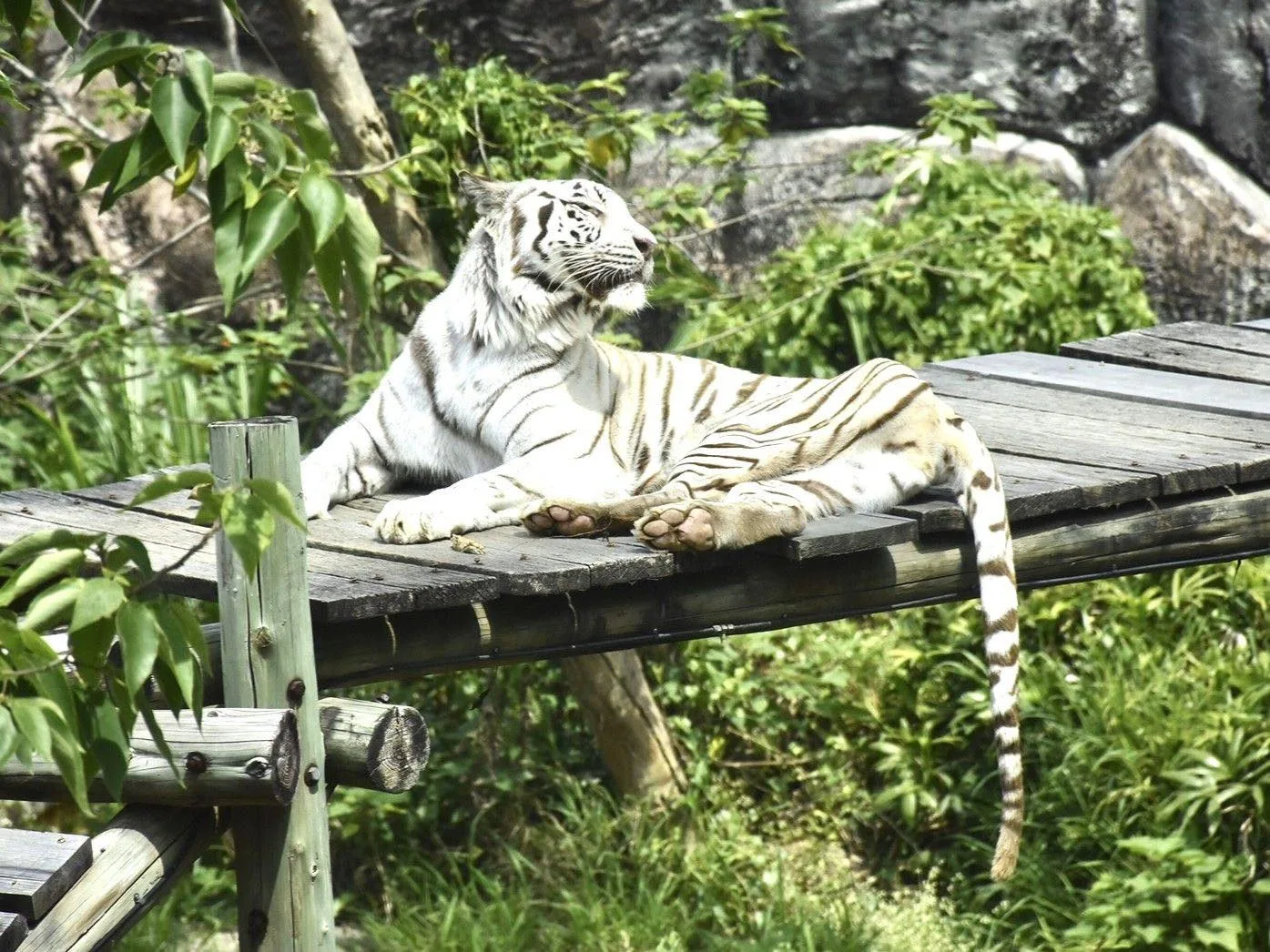 高雄壽山動物園的明星白老虎「昭海」,22日以相當於人類90歲的高齡19歲,走完生命最後一哩路。高雄壽山動物園提供