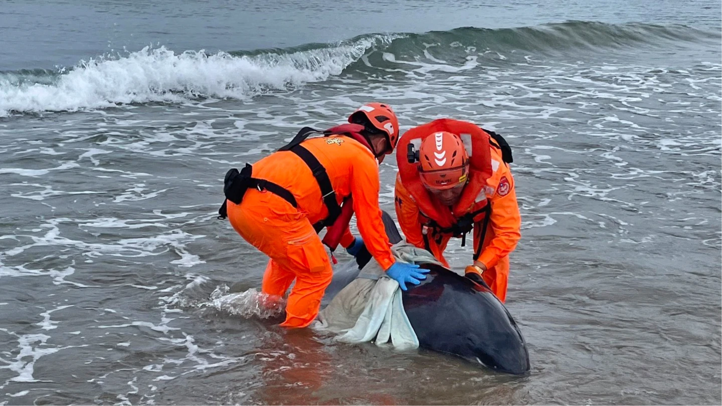 屏東縣車城鄉海口沙灘24日發現小虎鯨集體擱淺,海巡人員前往搶救。海巡署南部分署第六岸巡隊提供
