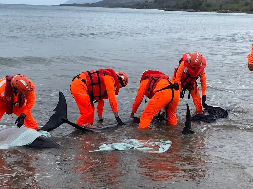 屏東縣車城鄉海口沙灘24日發現小虎鯨集體擱淺,海巡人員前往搶救。海巡署南部分署第六岸巡隊提供