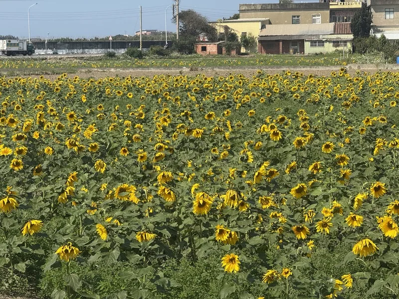 有遊客表示，自己開車路過被美景吸引，藍天白雲下隨手一拍都超浪漫。中央社